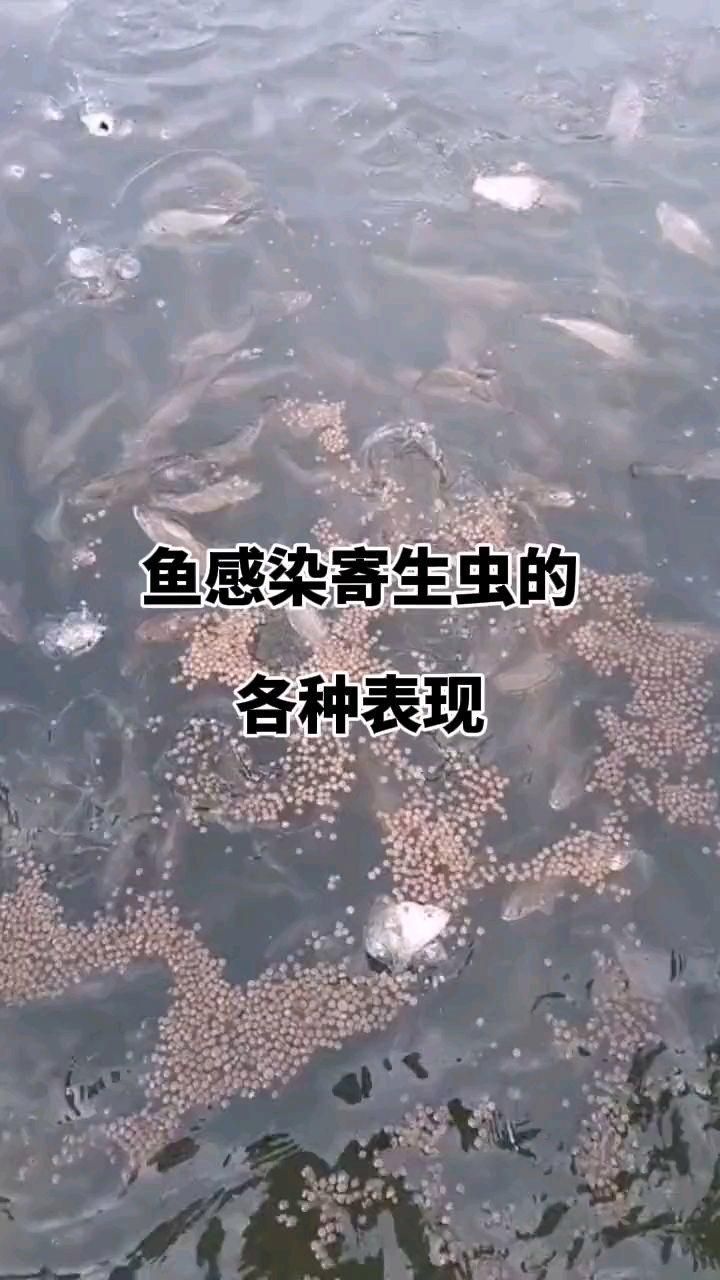 魚類寄生蟲對健康有哪些潛在影響，魚類寄生蟲對健康的影響
