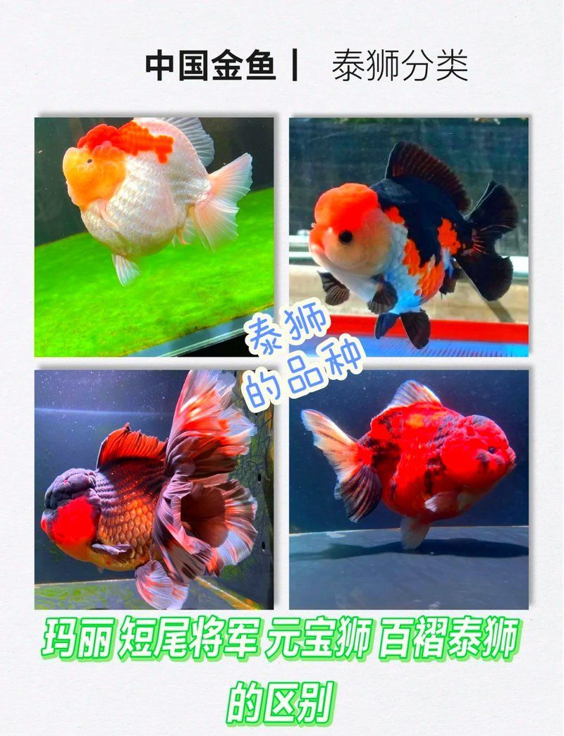 有哪些金魚品種可以長到20厘米，家庭養殖金魚的注意事項