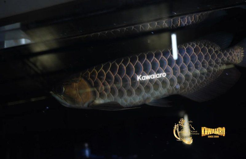 藍底高背金龍魚有哪些飼養難點？，藍底高背金龍魚的飼養