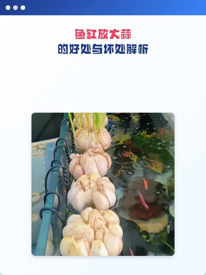 有哪些天然方法可以預(yù)防龍魚外寄生蟲感染，arxiv論文助手，關(guān)于觀賞魚養(yǎng)殖中疾病預(yù)防