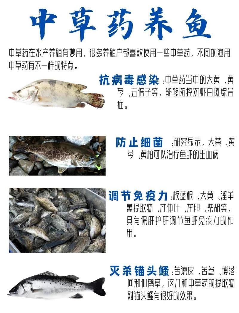 有哪些天然方法可以預(yù)防龍魚外寄生蟲感染，arxiv論文助手，關(guān)于觀賞魚養(yǎng)殖中疾病預(yù)防