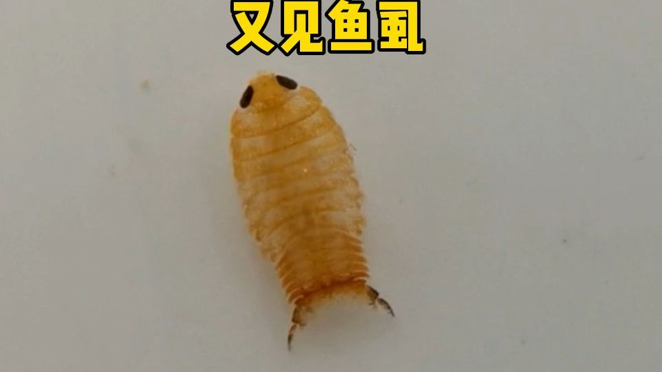 如何判斷魚是否感染魚虱，魚是否感染魚虱通常需要觀察魚的行為和外觀和外觀