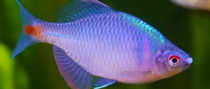 魚嘴凸起白色包多久會(huì)自愈，天使魚嘴邊長(zhǎng)出凸起白色是什么
