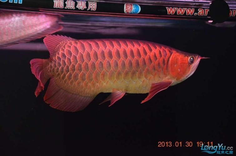 給我推薦一些泗水龍魚的頂級品系，泗水超血王的繁殖技巧是什么泗水超血王的繁殖技巧