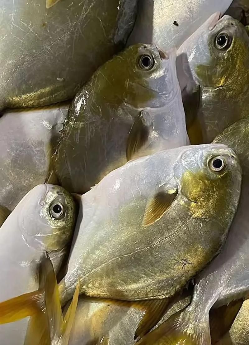 金昌龍魚的飼養難度如何？，金昌龍魚的飼養指南