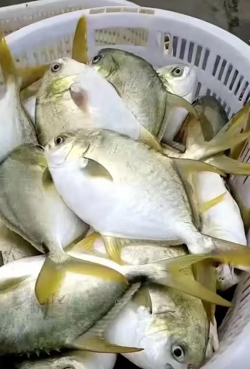 金昌龍魚的飼養難度如何？，金昌龍魚的飼養指南