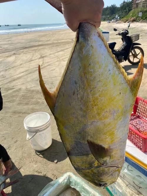 金昌龍魚的飼養難度如何？，金昌龍魚的飼養指南