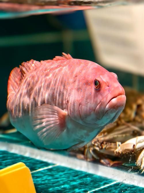 如何判斷杰西卡恐龍魚是否新鮮？，杰西卡恐龍魚（loricariidae科（loricariidae科）