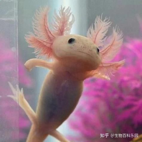 如何判斷杰西卡恐龍魚是否新鮮？，杰西卡恐龍魚（loricariidae科（loricariidae科）