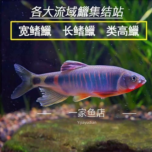 如何判斷杰西卡恐龍魚是否新鮮？，杰西卡恐龍魚（loricariidae科（loricariidae科）