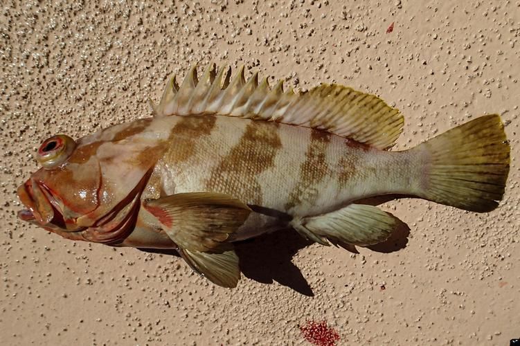 龍躉魚(yú)，龍躉魚(yú)的詳解