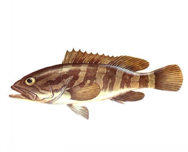 龍躉魚(yú)，龍躉魚(yú)的詳解
