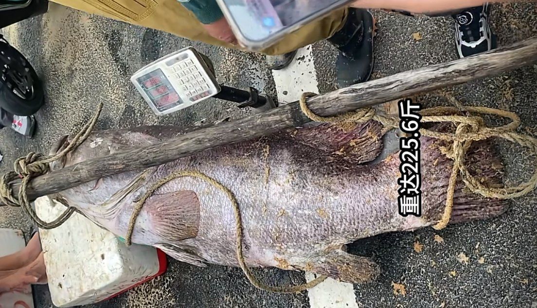龍躉魚，龍躉魚的詳解