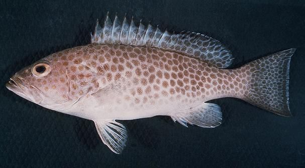 龍躉魚(yú)，龍躉魚(yú)的詳解