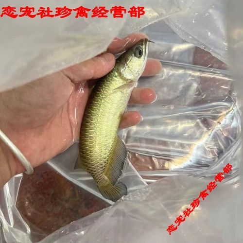 京東上有哪些信譽高的紅龍魚商家？，京東上信譽高的紅龍魚商家名稱家
