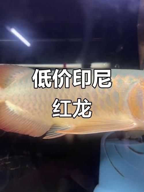 京東上有哪些信譽高的紅龍魚商家？，京東上信譽高的紅龍魚商家名稱家