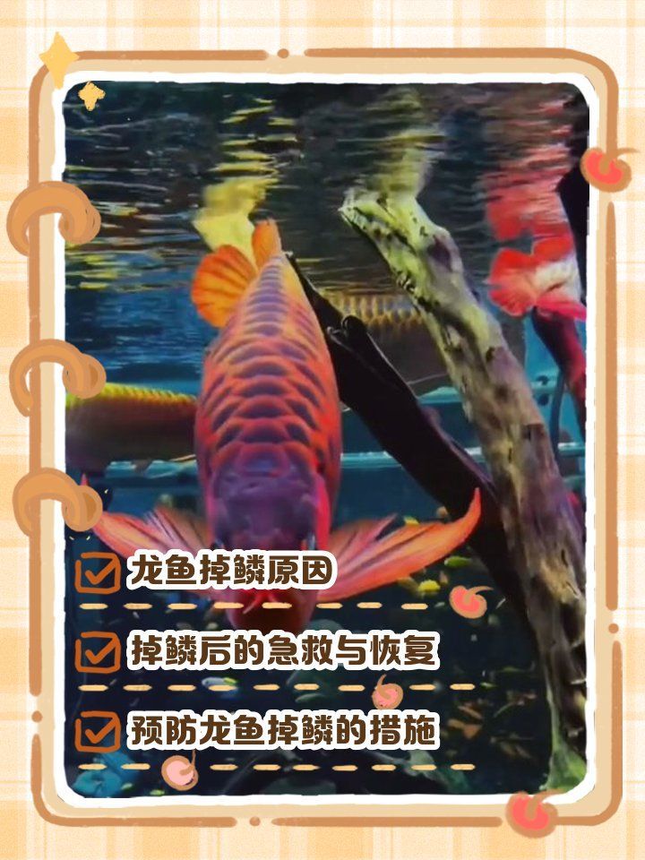 龍魚掉鱗后需要隔離治療嗎？，寵物健康家園，龍魚撞缸掉鱗處理方法推薦