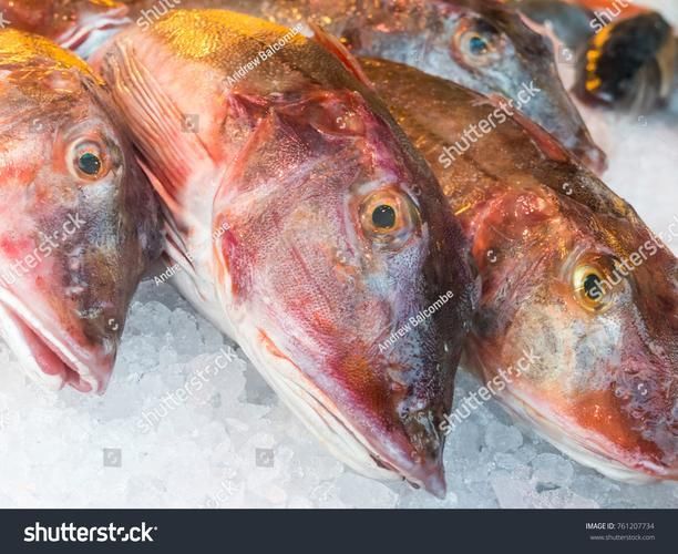 低價紅龍魚有哪些健康風險，低價紅龍魚健康風險遠超普通觀賞魚的健康風險結構化詳解