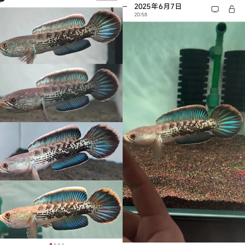 鬼王雷龍魚(yú)最漂亮三個(gè)角色，“鬼王雷龍魚(yú)”是否屬于高價(jià)值觀賞魚(yú)？