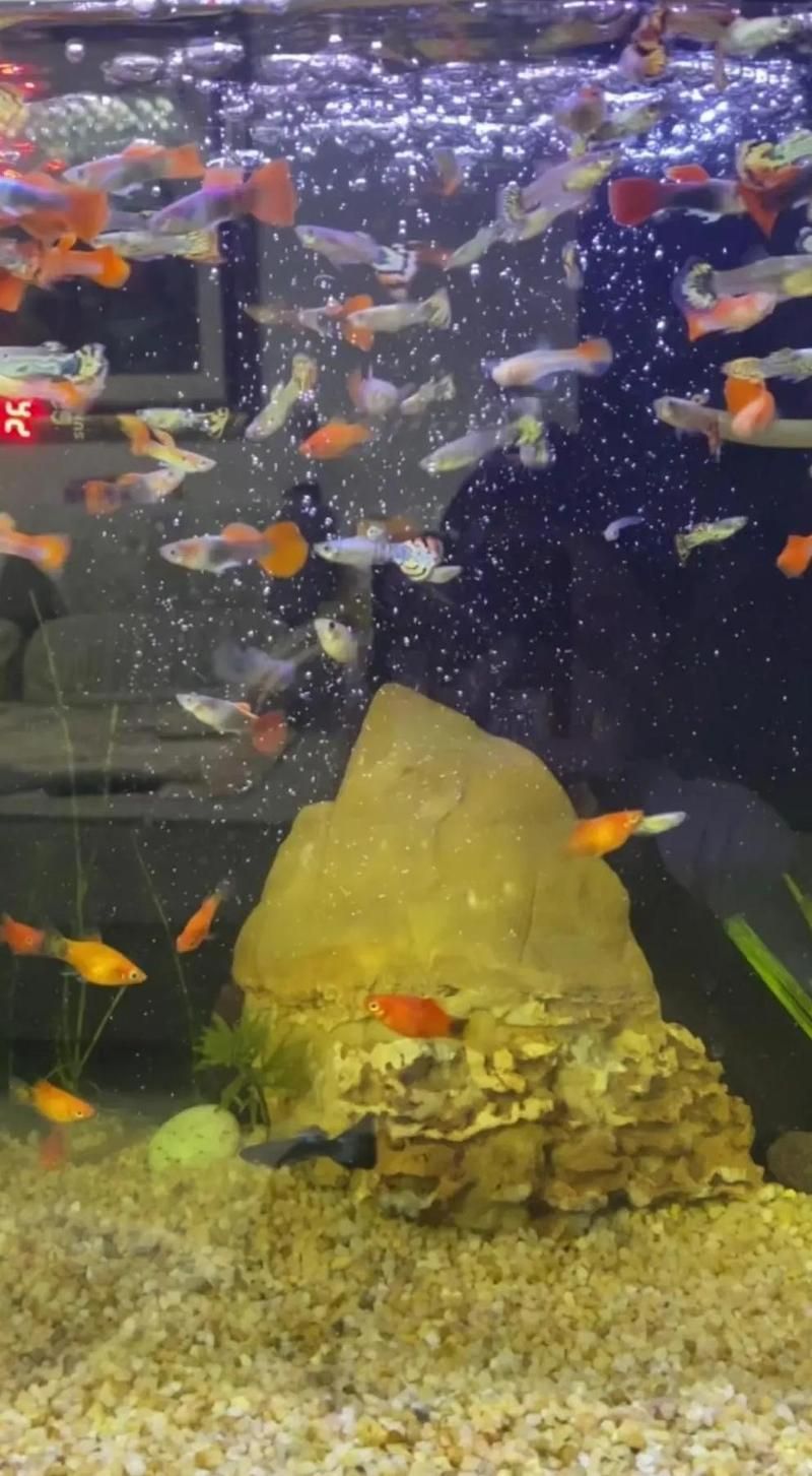 如何預防龍魚細菌性鰓病？，龍魚細菌性鰓病的系統性預防