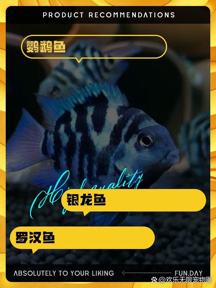 招財(cái)魚和銀龍魚混養(yǎng)如何？，招財(cái)魚和銀龍魚可以混養(yǎng)嗎