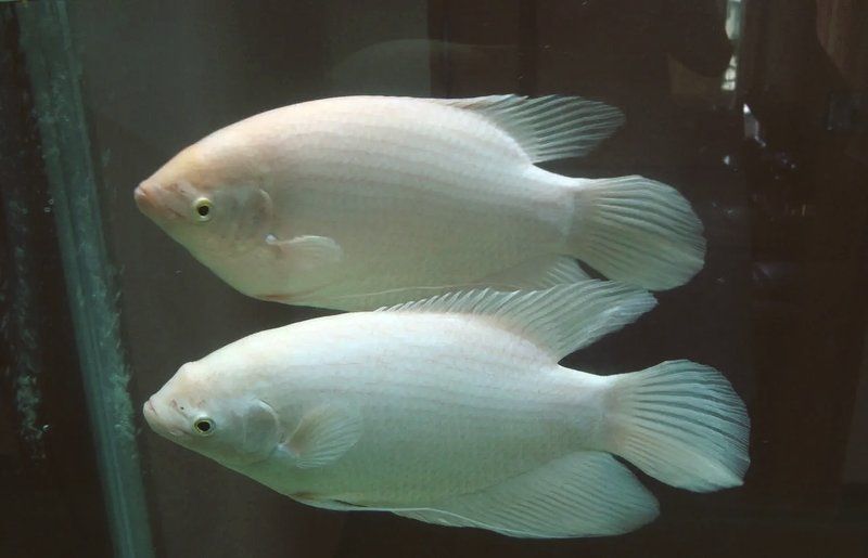招財(cái)魚和銀龍魚混養(yǎng)如何？，招財(cái)魚和銀龍魚可以混養(yǎng)嗎