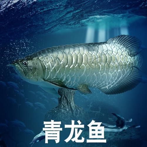 古龍魚品種圖片，古龍魚哪個(gè)品種最珍貴