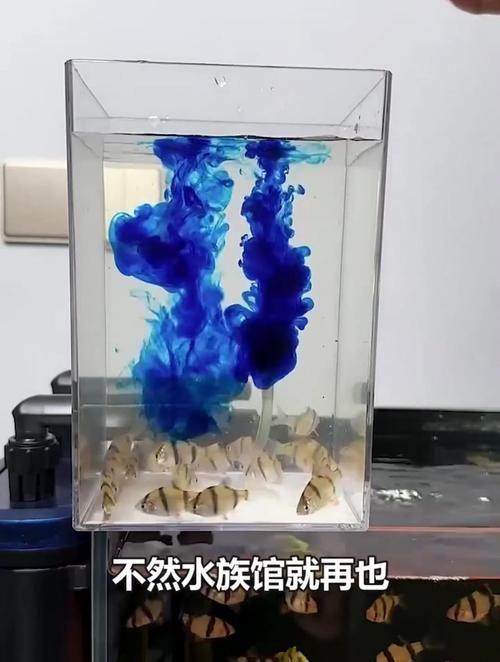 如何正確使用亞甲基藍治療炸鱗，亞甲基藍使用方法