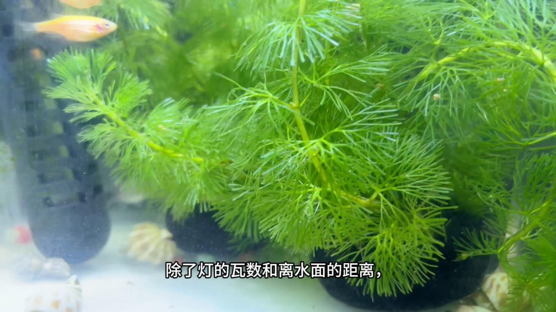 金魚缸燈光多久打開一次，如何設置金魚缸的燈光時間？