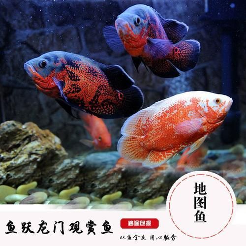 地圖魚最不值錢的顏色，地圖魚品種價格對照表