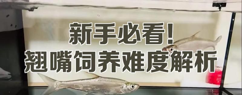 紅尾魚和翹嘴魚的養(yǎng)殖技術(shù)難度對比