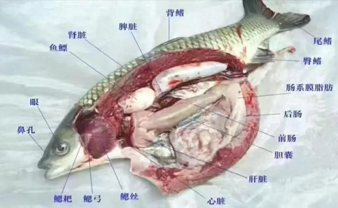 如何預防龍魚胡子的進一步脫落？，如何預防龍魚胡子的脫落