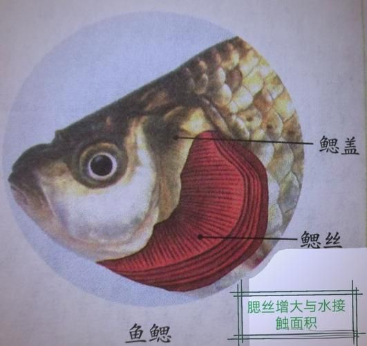 如何預防龍魚胡子的進一步脫落？，如何預防龍魚胡子的脫落