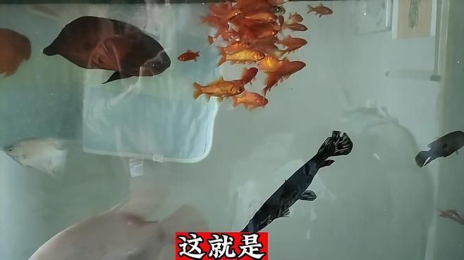 如何預(yù)防魚打架造成的傷勢(shì)加重，養(yǎng)殖魚類時(shí)，魚之間的爭(zhēng)斗可能導(dǎo)致嚴(yán)重傷害甚至死亡