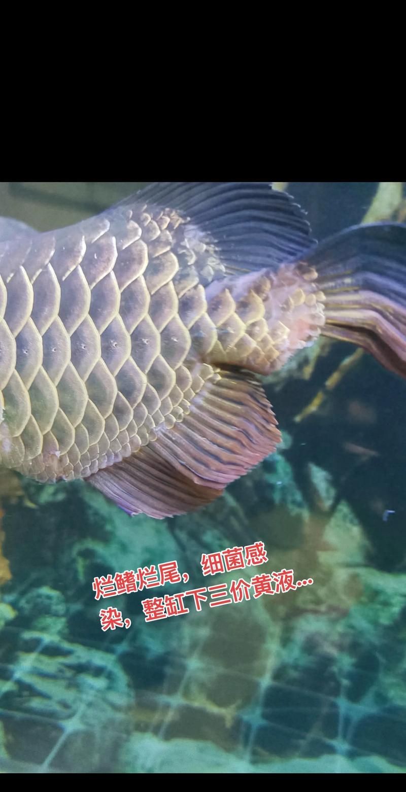 龍魚常見病圖解，龍魚常見疾病及其圖解 龍魚常見病圖解，龍魚常見疾病及其圖解 龍魚百科 第11張