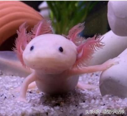 杰西卡恐龍魚是哪個國家的品牌？，“杰西卡恐龍魚”并非真實品牌杰西卡恐龍魚并非真實品牌
