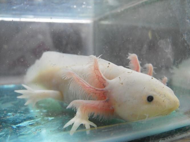 杰西卡恐龍魚是哪個國家的品牌？，“杰西卡恐龍魚”并非真實品牌杰西卡恐龍魚并非真實品牌