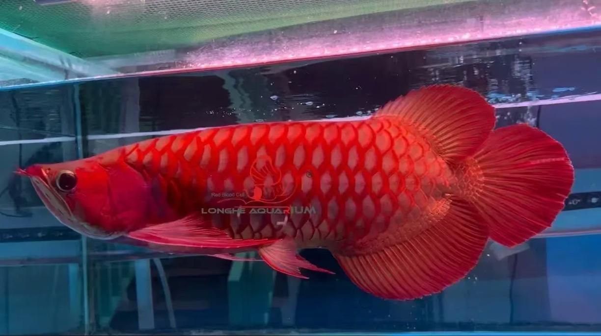 頂級紅龍魚品牌有哪些，紅龍魚品牌包括什么 頂級紅龍魚品牌有哪些，紅龍魚品牌包括什么 龍魚百科 第9張