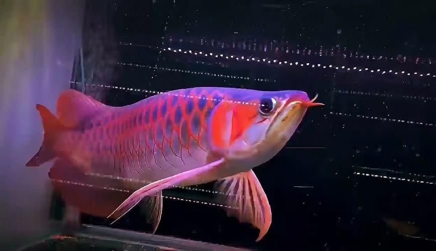 頂級紅龍魚品牌有哪些，紅龍魚品牌包括什么 頂級紅龍魚品牌有哪些，紅龍魚品牌包括什么 龍魚百科 第3張