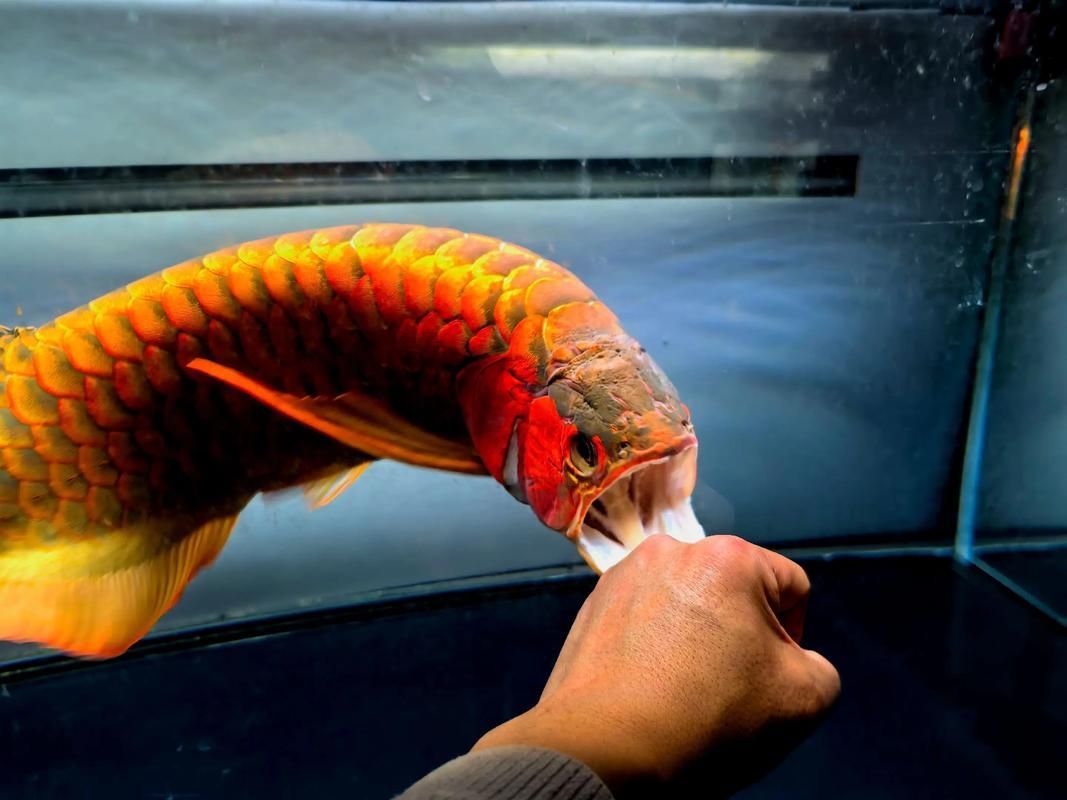 頂級紅龍魚品牌有哪些，紅龍魚品牌包括什么 頂級紅龍魚品牌有哪些，紅龍魚品牌包括什么 龍魚百科 第5張