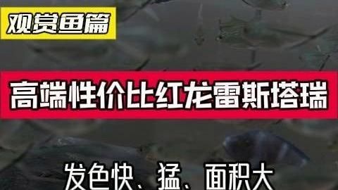 頂級紅龍魚品牌有哪些，紅龍魚品牌包括什么 頂級紅龍魚品牌有哪些，紅龍魚品牌包括什么 龍魚百科 第16張