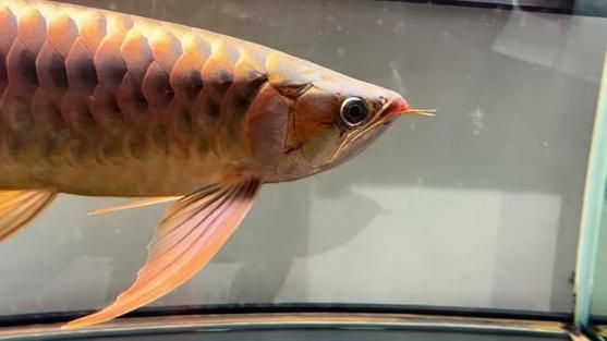 頂級紅龍魚品牌有哪些，紅龍魚品牌包括什么 頂級紅龍魚品牌有哪些，紅龍魚品牌包括什么 龍魚百科 第15張