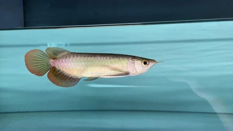 推薦幾個(gè)紅龍魚品牌，紅龍魚之家、金龍魚、藍(lán)龍魚、紅龍魚之家、紅龍魚之家