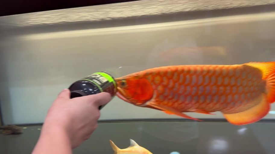 推薦幾個(gè)紅龍魚品牌，紅龍魚之家、金龍魚、藍(lán)龍魚、紅龍魚之家、紅龍魚之家