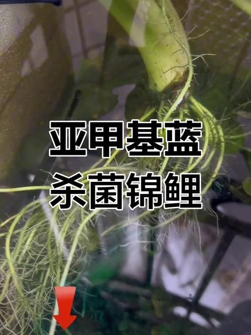 哪種龍魚病特效藥性價比最高？，龍魚疾病性價比分析