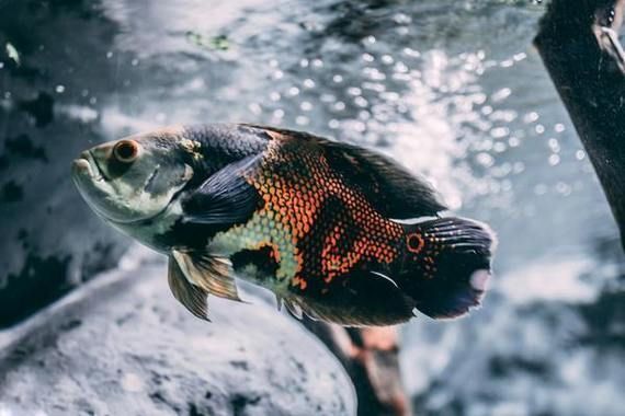 祥龍魚場是否提供新加坡號半紅龍魚？，關于新加坡號半紅龍魚的概述