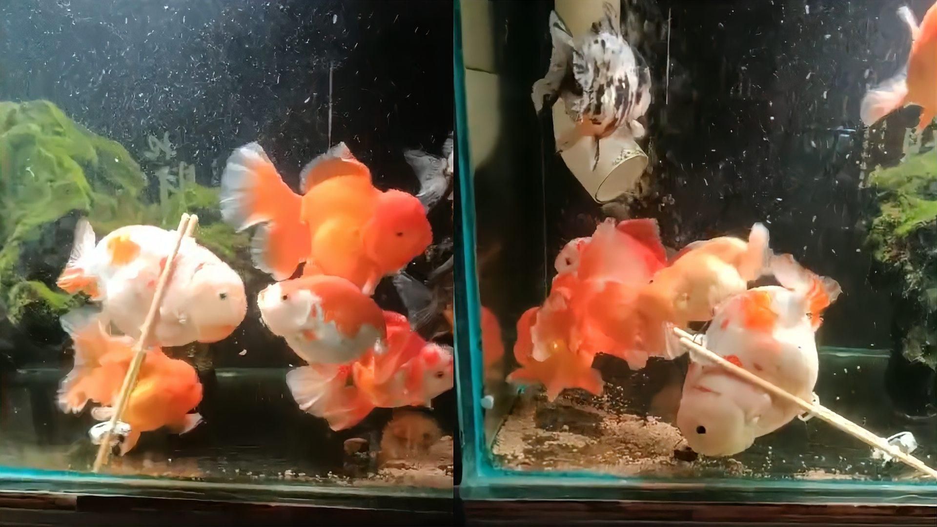 金魚浮頭時應該如何急救，如何判斷金魚是否浮頭，金魚浮頭時應該停止喂食嗎 金魚浮頭時應該如何急救，如何判斷金魚是否浮頭，金魚浮頭時應該停止喂食嗎 龍魚百科 第2張