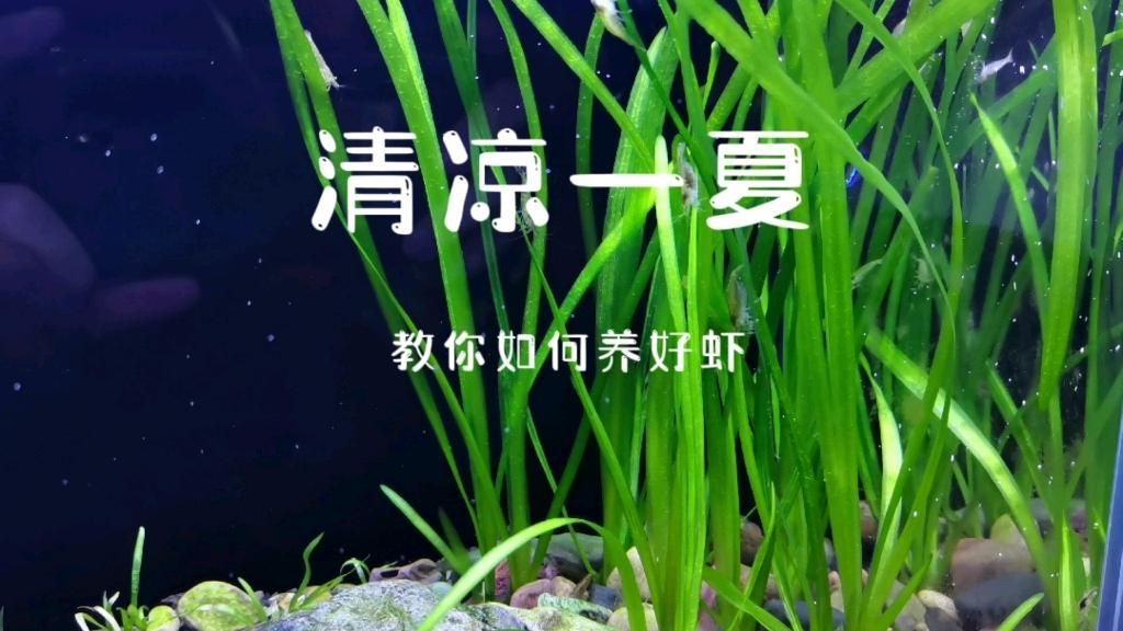 哪些蝦類適合放在魚缸里？，如何選擇適合魚缸的蝦類？