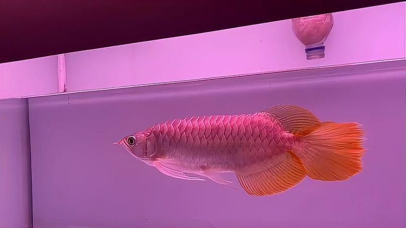 給我一些紅龍魚混養(yǎng)的圖片示例，紅龍魚與哪些魚混養(yǎng)最困難，如何判斷紅龍魚是否混養(yǎng)成功
