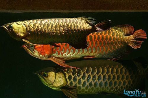 給我一些紅龍魚混養(yǎng)的圖片示例，紅龍魚與哪些魚混養(yǎng)最困難，如何判斷紅龍魚是否混養(yǎng)成功